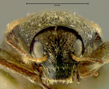 Media type: image;   Entomology 24463 Aspect: head frontal view